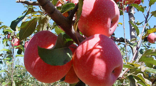 蘋果冷藏庫(kù)，蘋果預(yù)冷