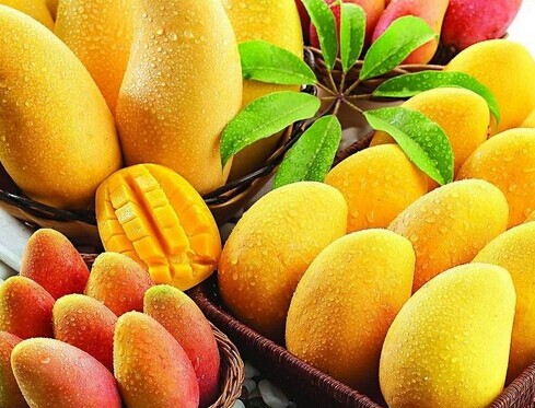 廣西大型芒果保鮮冷庫安裝設計，芒果冷庫保鮮貯藏技術方法