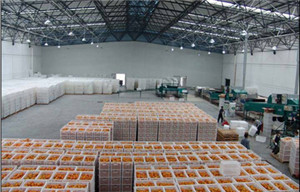 桔子保鮮冷庫(kù)設(shè)計(jì)貯藏方法