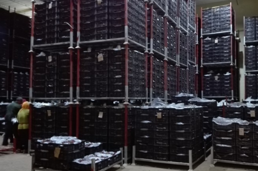 安裝一個(gè)葡萄冷庫價(jià)格多少錢，葡萄冷藏庫存儲(chǔ)多久